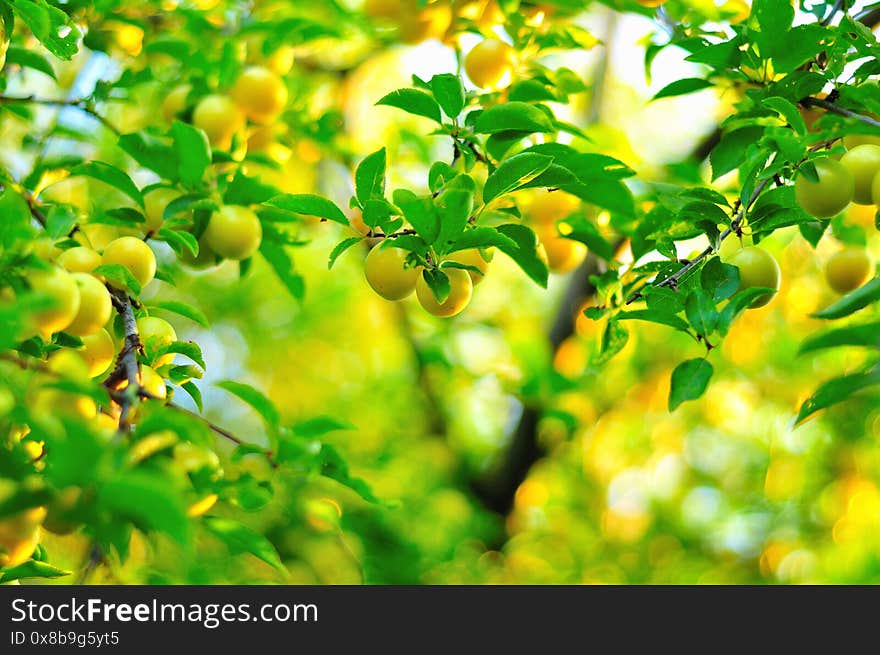 Mirabelle plums in the tree