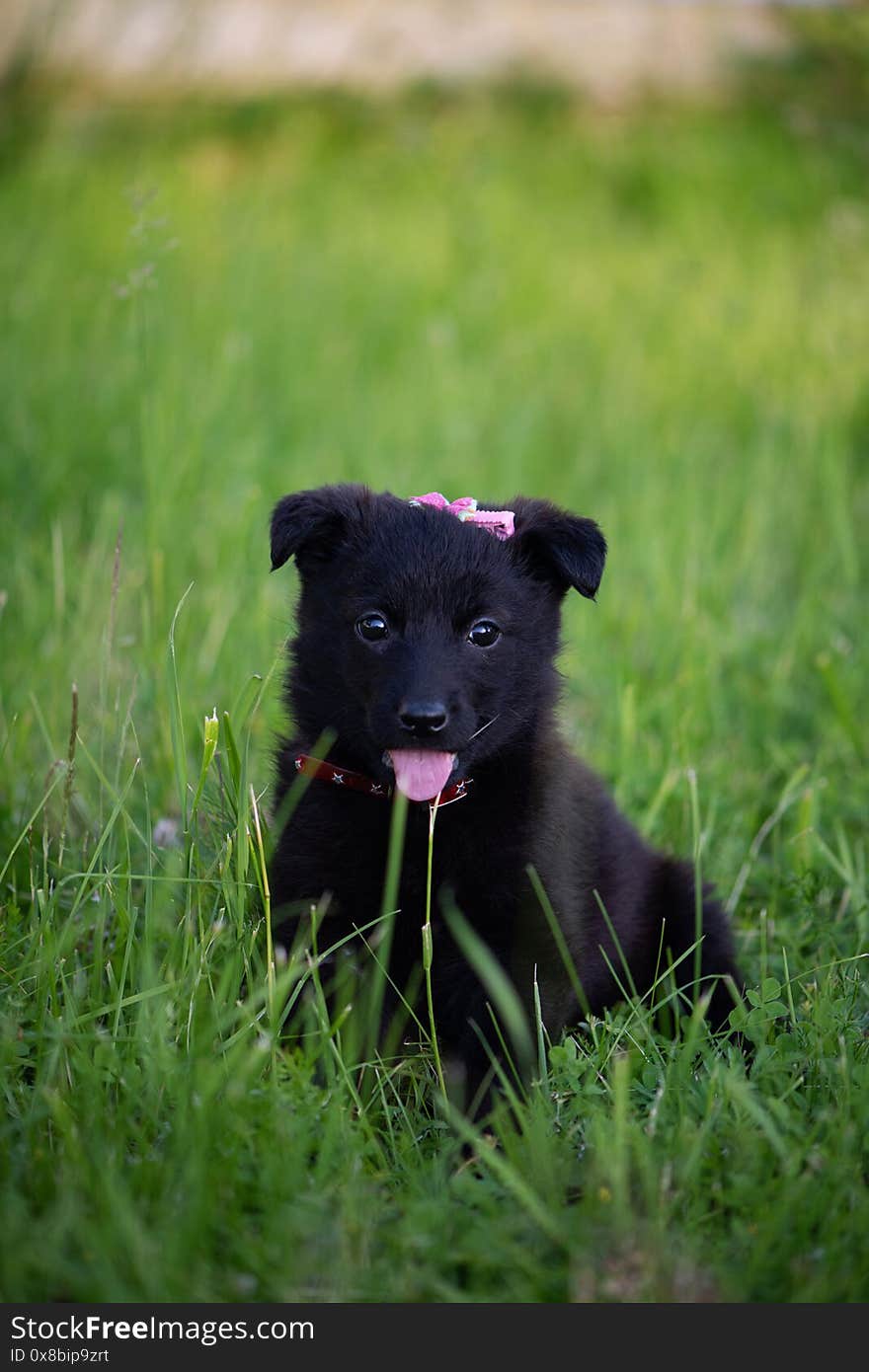 A Cute Black Puppy With Its Tongue Sticking Out Is Sitting On The Grass And Looking At The Camera