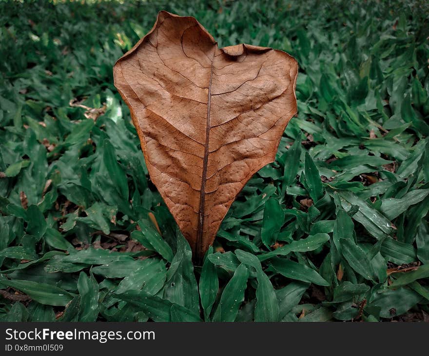 Autumn leaves in the grass. Fall dry leaf on the green grass.