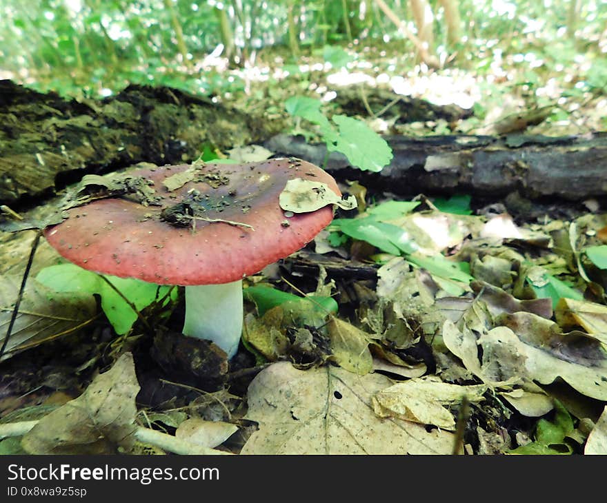 The reddish mushroom has a white stalk among the fallen leaves in the forest. The reddish mushroom has a white stalk among the fallen leaves in the forest