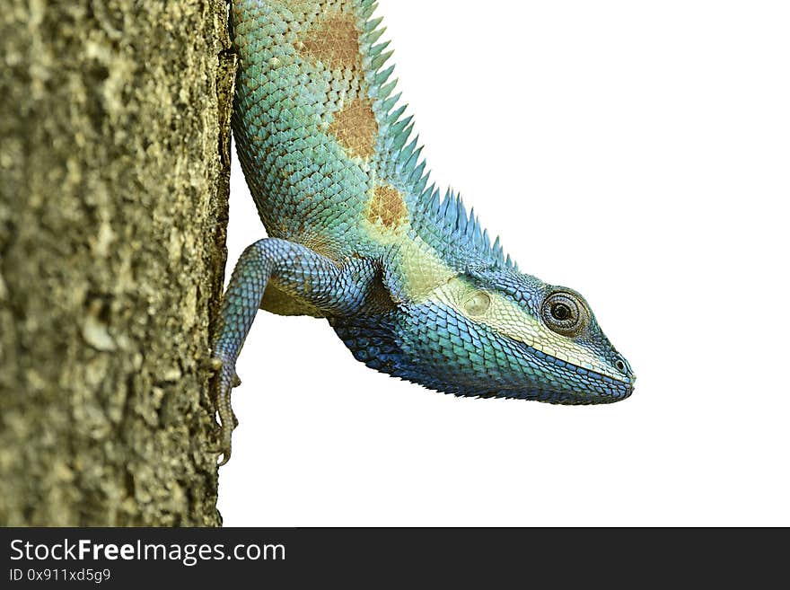 Calotes mystaceus, Indo-Chinese crested blue lizard heading downward while perching on tree isolated on white background. Calotes mystaceus, Indo-Chinese crested blue lizard heading downward while perching on tree isolated on white background