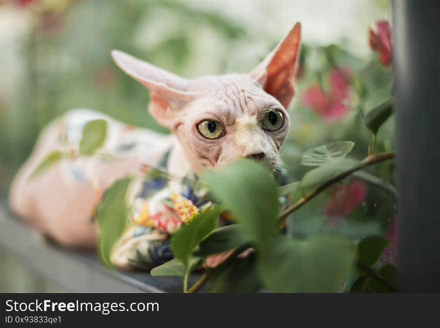 Cute Sphinx hairless cat sit and hide in trees and flowers, outdoor kitty photo