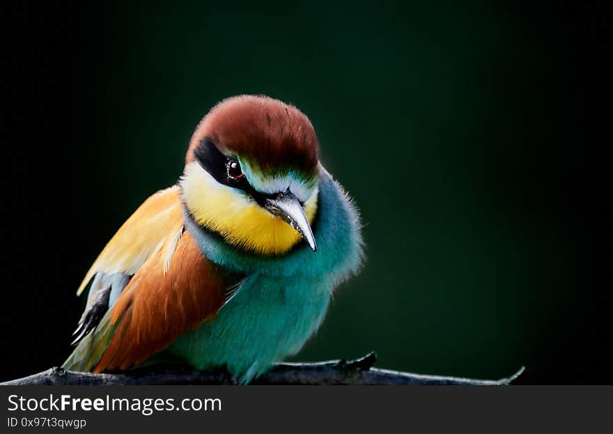 European Bee-eater (Merops apiaster). Exotic bird perched on branch. Bird closeup. European Bee-eater (Merops apiaster). Exotic bird perched on branch. Bird closeup.