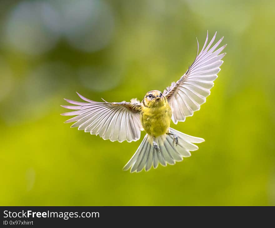 Bird in Flight on vivid garden background