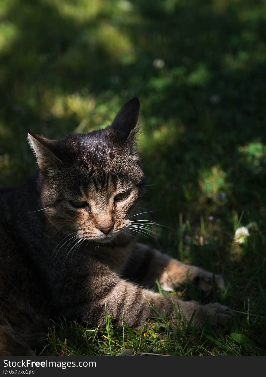 Cat lies at a meadow