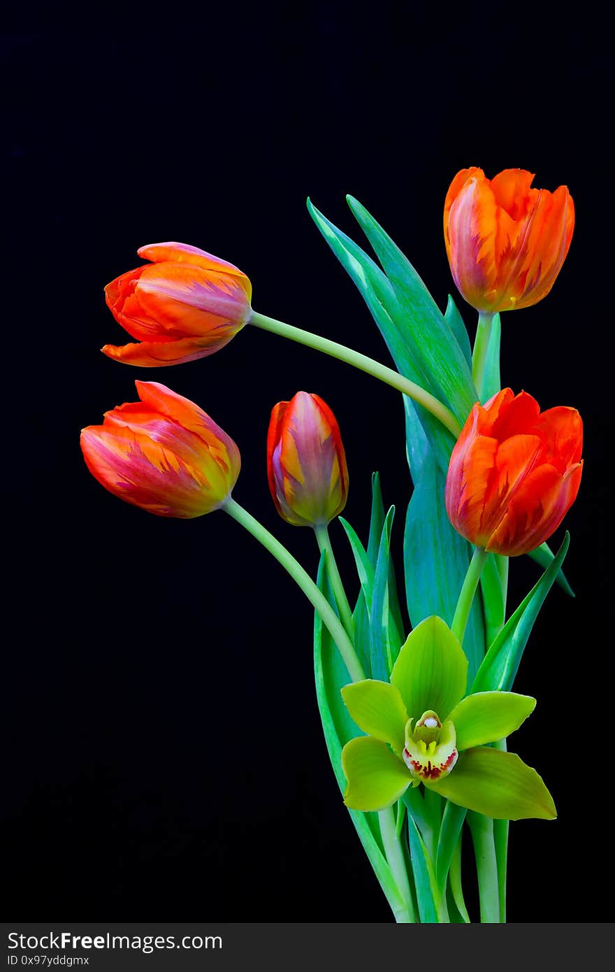 Cheerful and vibrant five red orange tulips and a cymbidium green orchid against black background. Cheerful and vibrant five red orange tulips and a cymbidium green orchid against black background