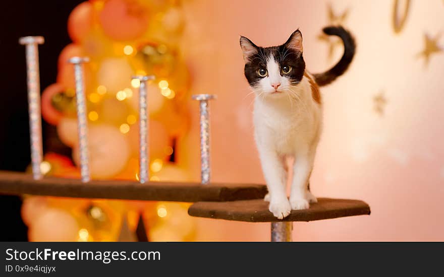 Cat on the platform looks at the camera. High quality photo