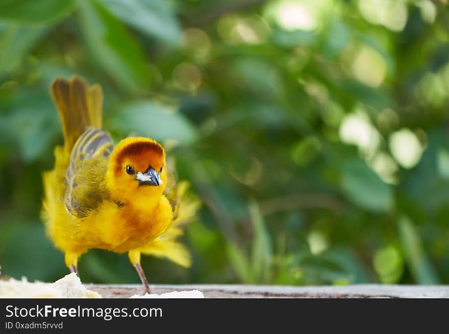 Golden palm weaver Ploceus bojeri Ploceidae Sweet Portrait. High quality photo