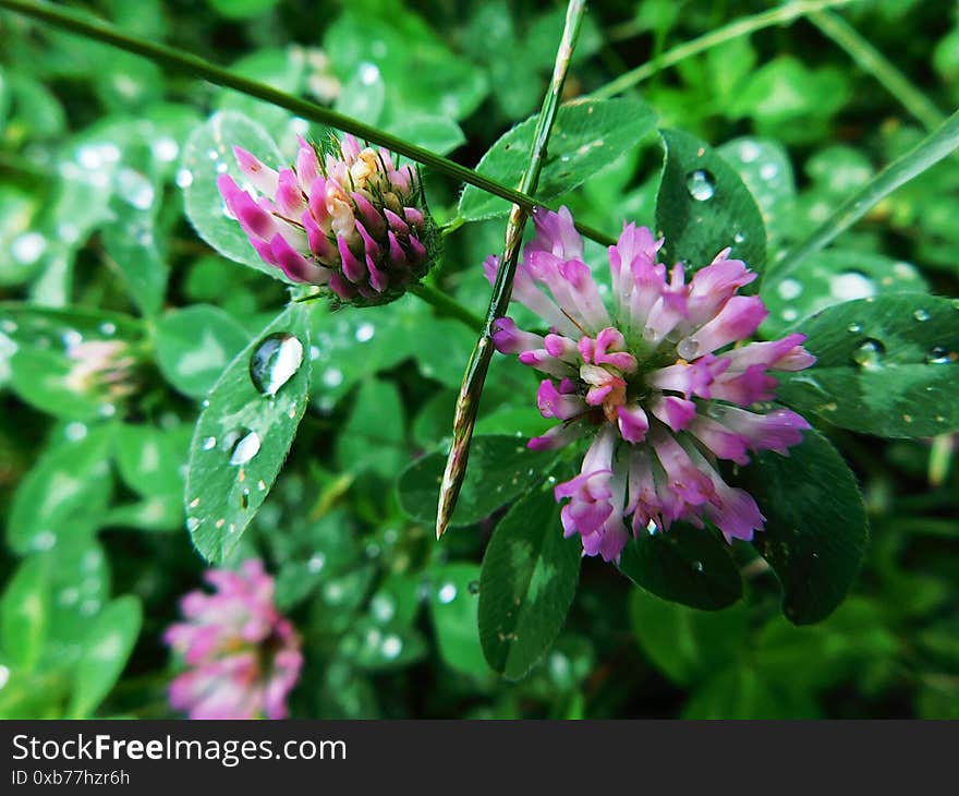 Rainy day in the meadow. Raindrops remain on the leaves and petals of pink clover flowers. Rainy day in the meadow. Raindrops remain on the leaves and petals of pink clover flowers