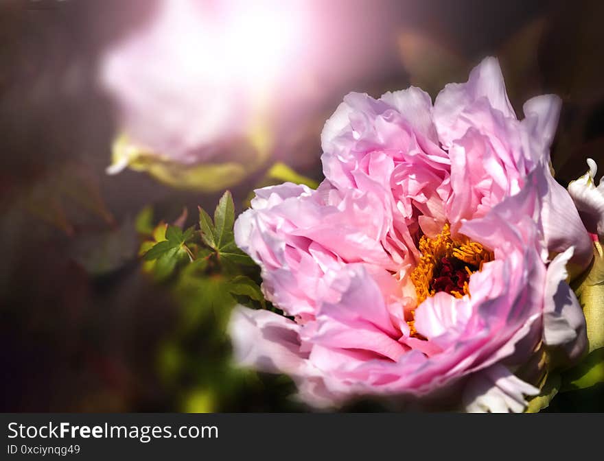 Two Light Pink Peonies Isolated On Black Background