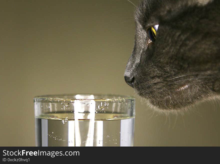 A cute gray cat and a glass of water. Close-up. Cat`s interested look. Portreit, profile of the cat.