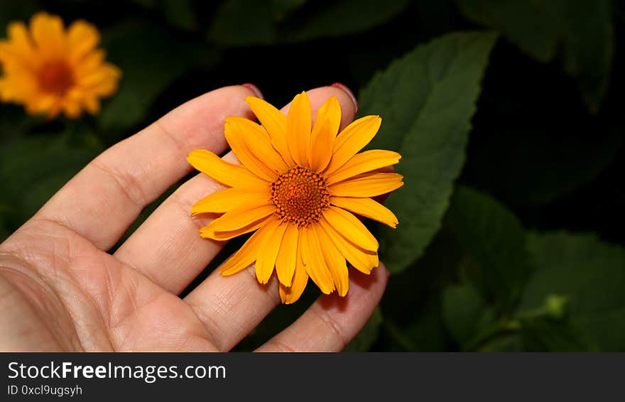 Yellow Daisies In The Garden. Yellow Chic Flower. A Flower In A Woman`s Hand