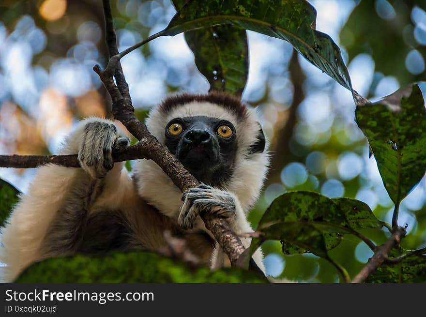 A white lemur sifaka among the branches of a tree