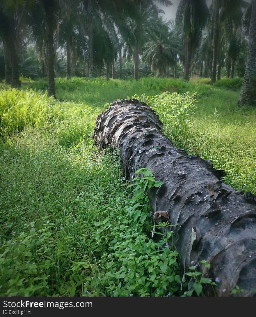 Scene of wild foliage bushes at the palm plantation sprouting everywhere on the ground. Scene of wild foliage bushes at the palm plantation sprouting everywhere on the ground