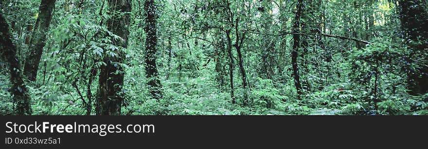 Panorama Beautiful landscape of  Rainforest in Doi Inthanon National Park , Thailand