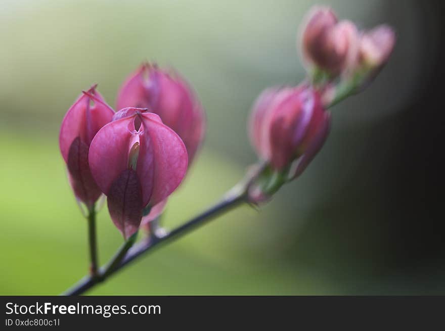 Red Passion Flower bud