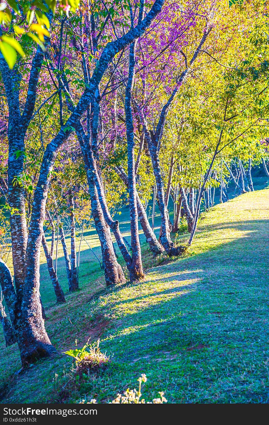 Cherry Blossom Park At Chiangmai Province