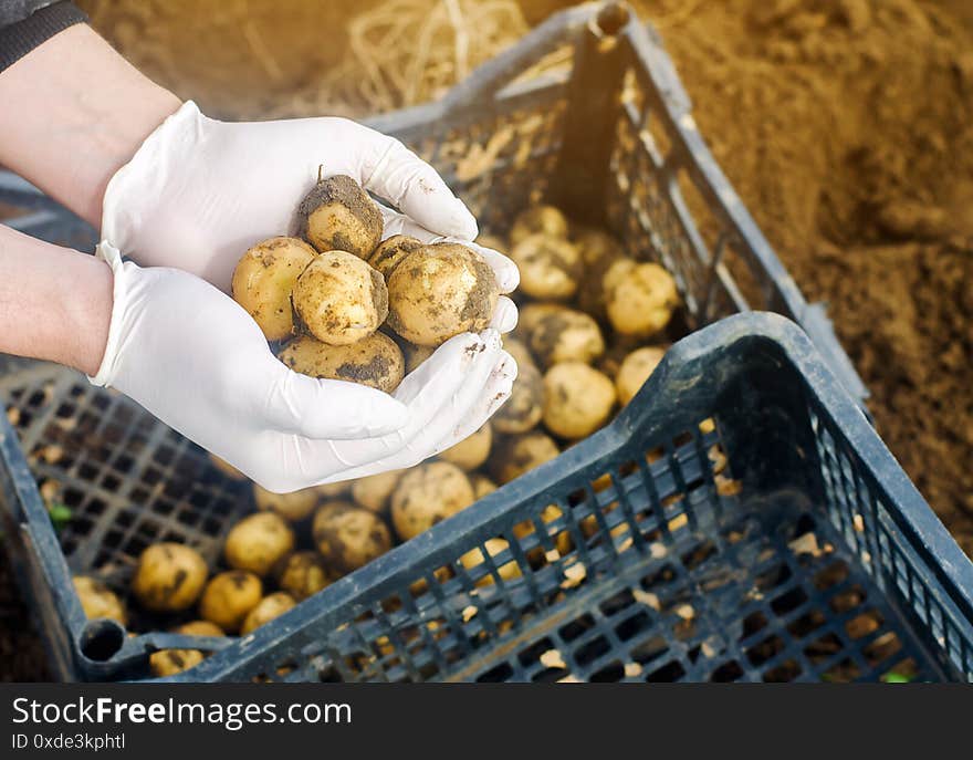 Farmer holds freshly picked potatoes in the field. Harvesting, harvest. Organic vegetables. Agriculture and farming. Potato in a box. Selective focus