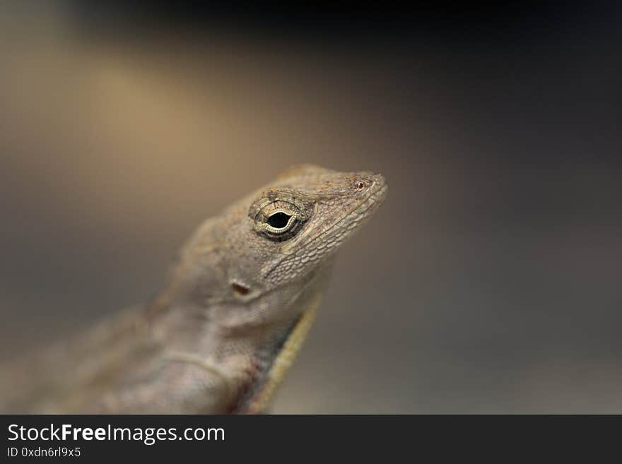 Brown Anolis Gecko Portrait