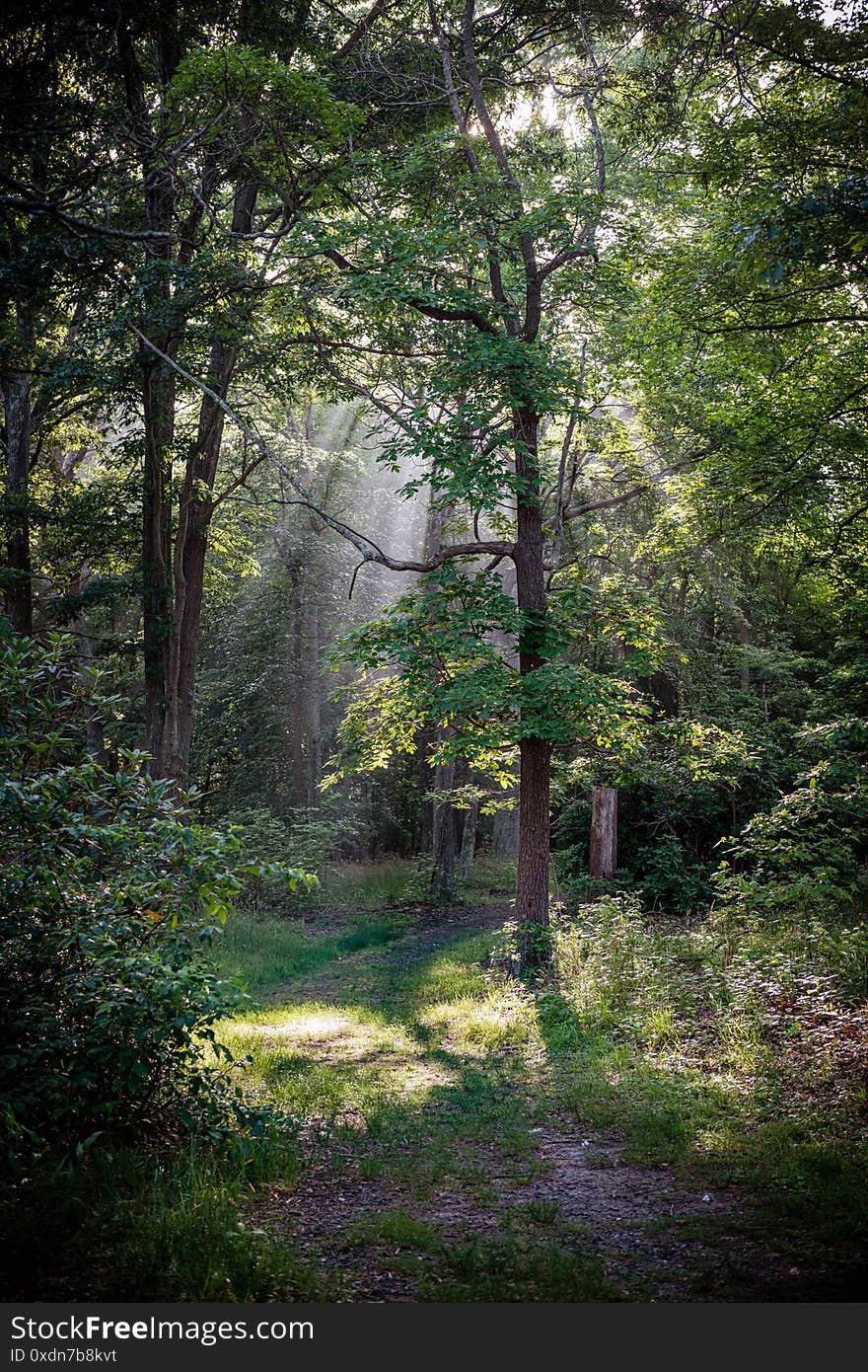 Forest Light