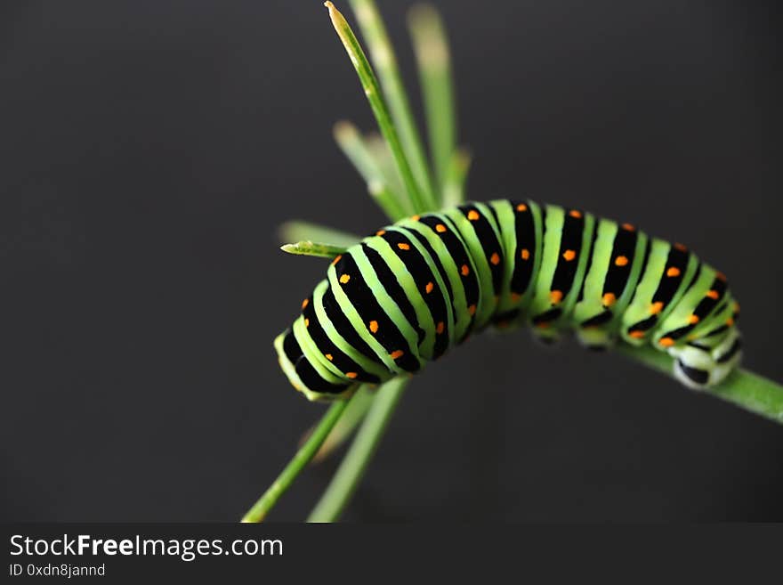 Close up image of larvae