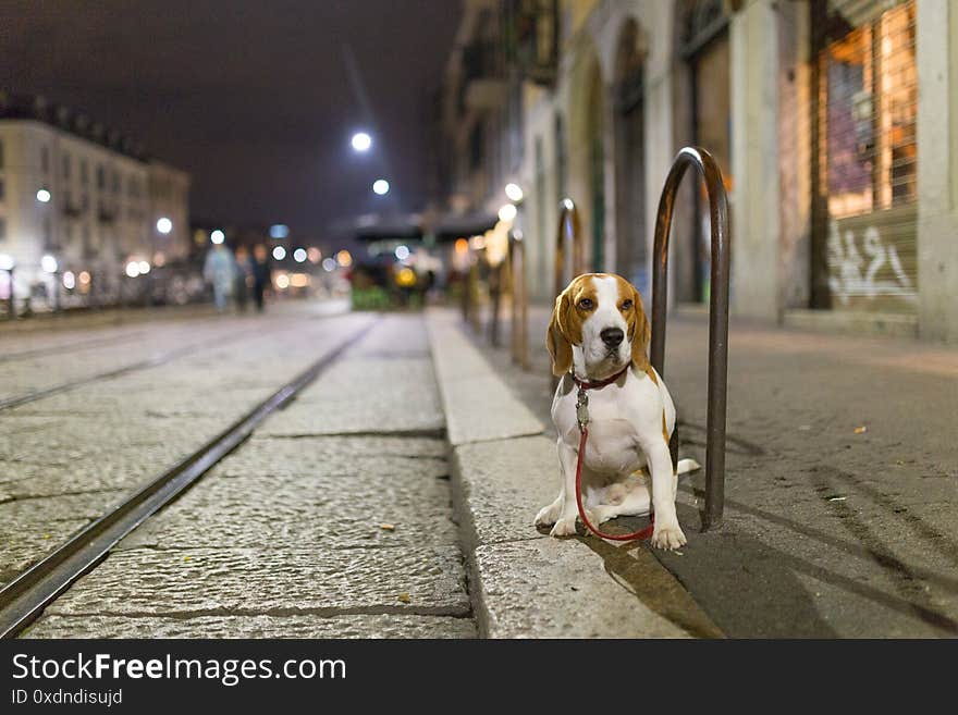 Dog basset breed tied outside alone on the street at night. Horizon