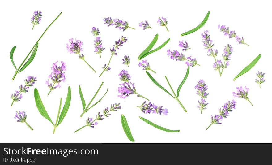 Collection elements of lavender flowers elements isolated on white background. diagonal view