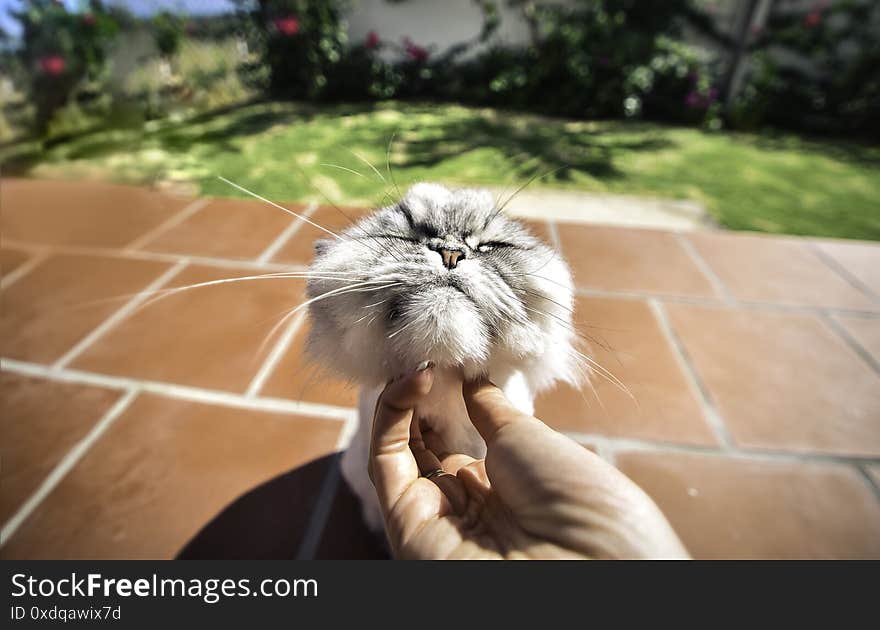 Happy persian chinchilla cat likes being stroked by woman`s hand.