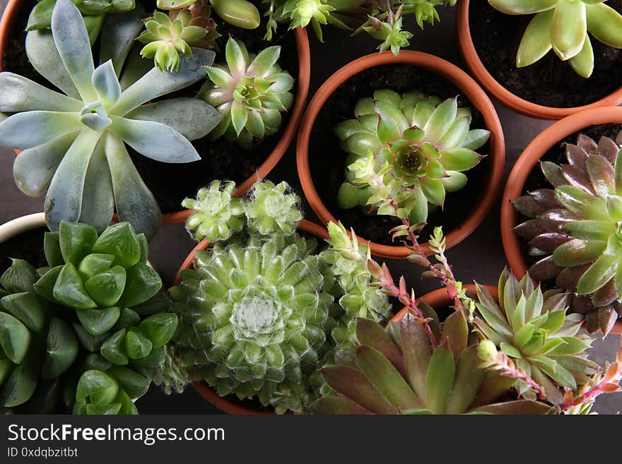 Many different echeverias on table, flat lay. Beautiful succulent plants