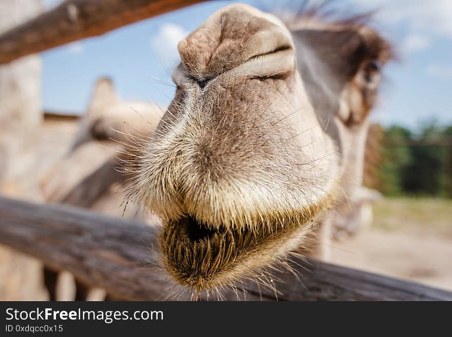 Camel head close-up