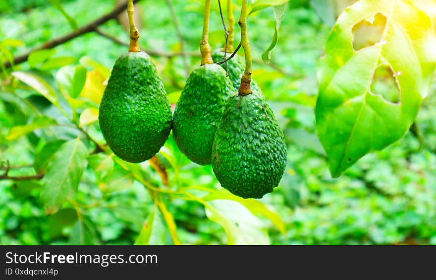 The 8th avocado species in the avocado breeding park, Tak, Thailand a pear-shaped fruit with a rough leathery skin, smooth oily edible flesh, and a large stone