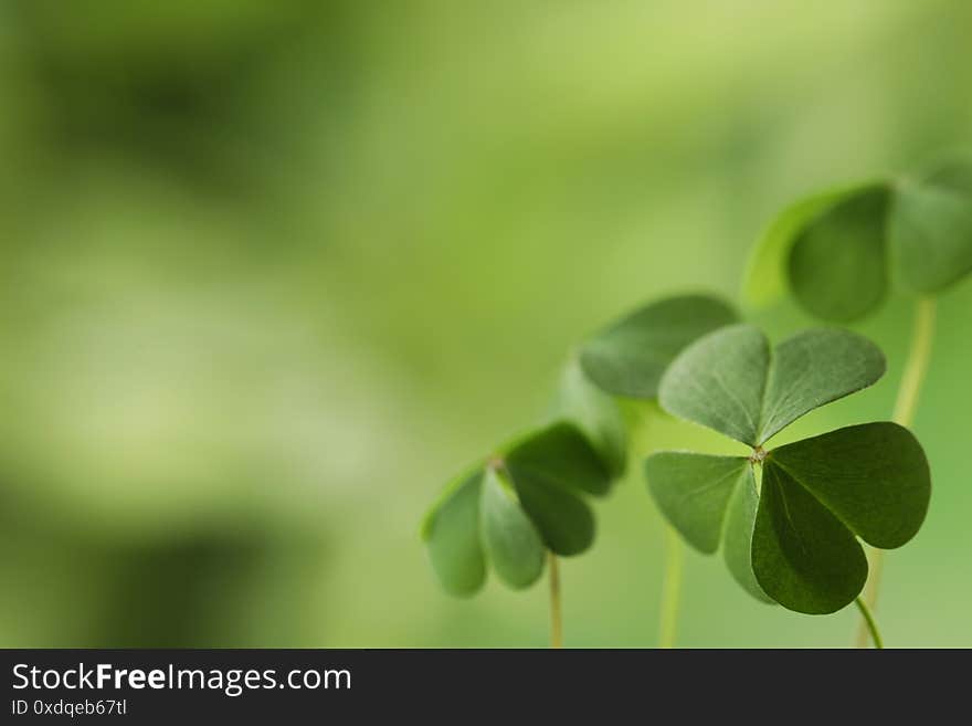 Clover leaves on background, space for text. St. Patrick`s Day symbol