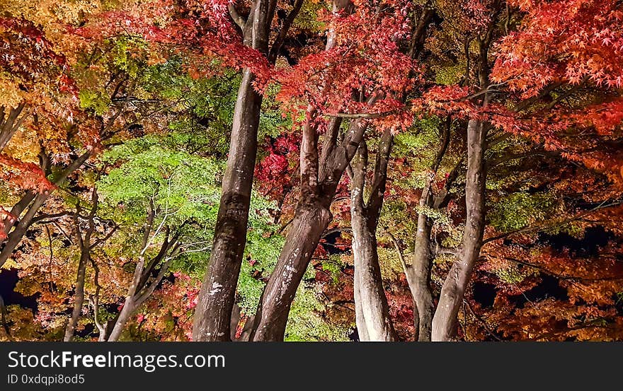 Light show at Momiji Kairo ,Kawaguchiko lake