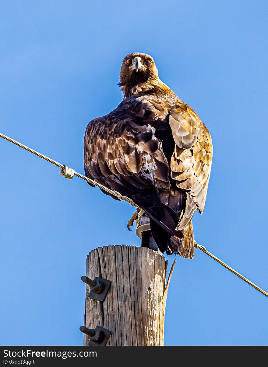 Golden eagle looking this way and perched on a power pole against a bright blue sky. Golden eagle looking this way and perched on a power pole against a bright blue sky