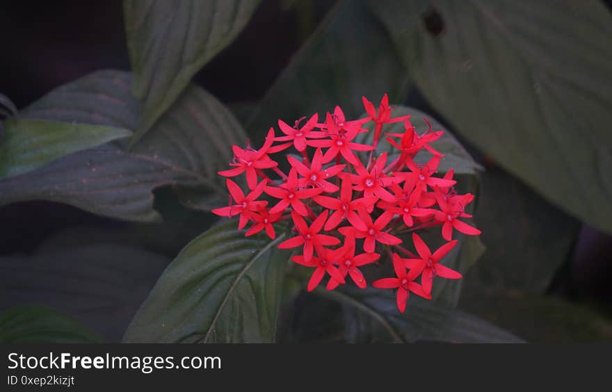 Pentas Lanceolata Flower Closeup. Pentas Lanceolata Flower Closeup