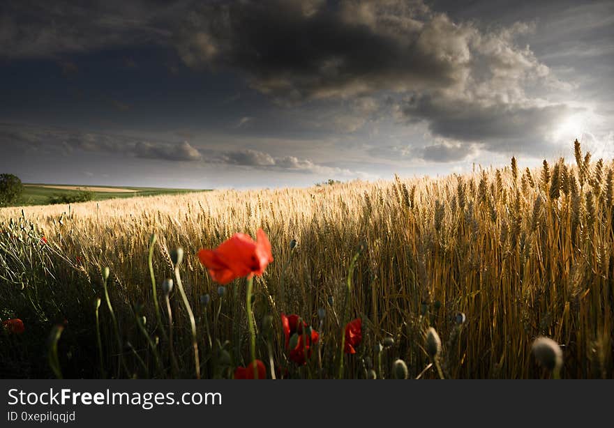 Poppies in a wheat field