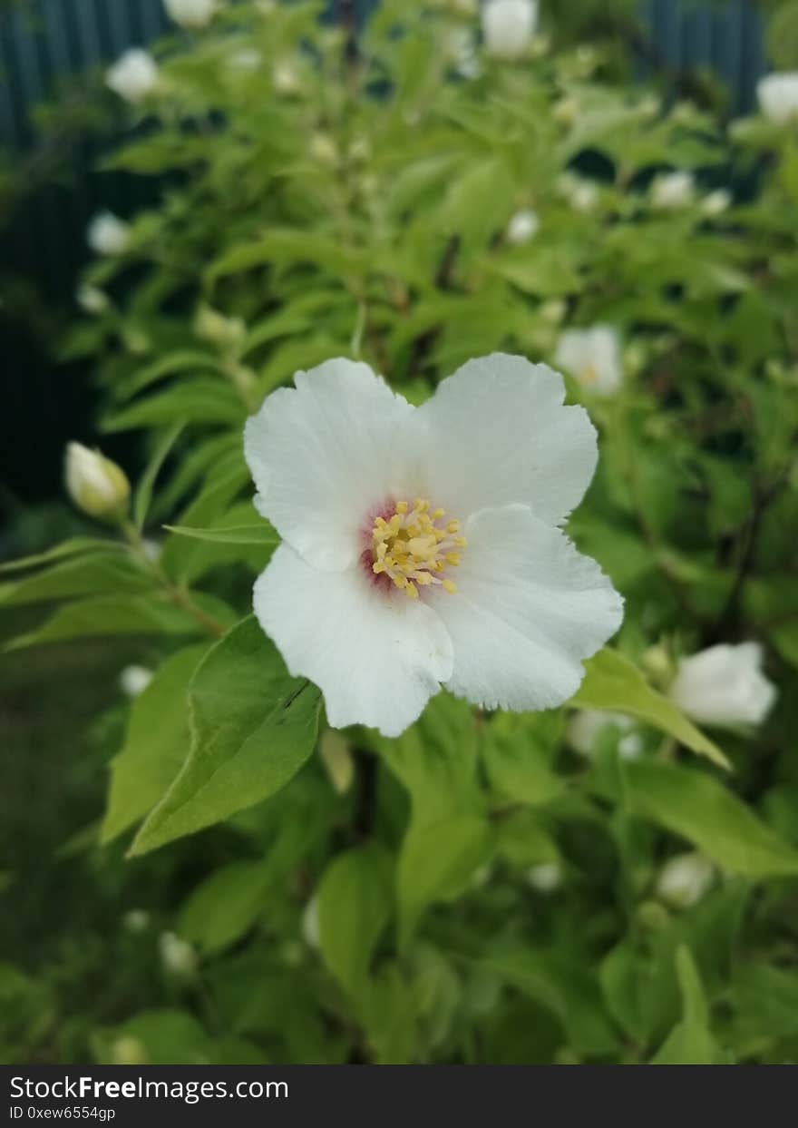 Beautiful Lonely Flower