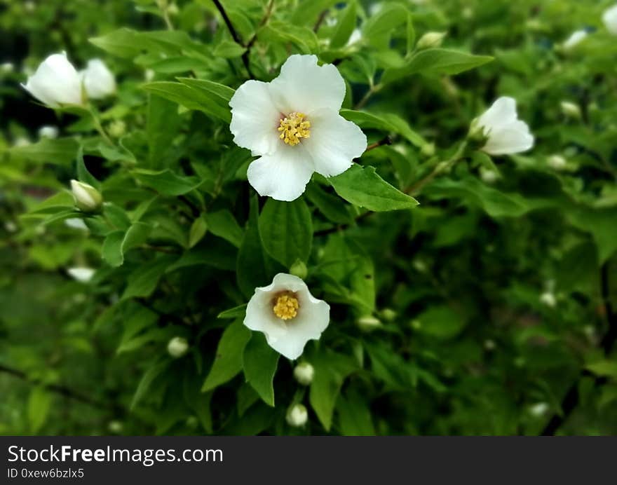 Beautiful lonely flower