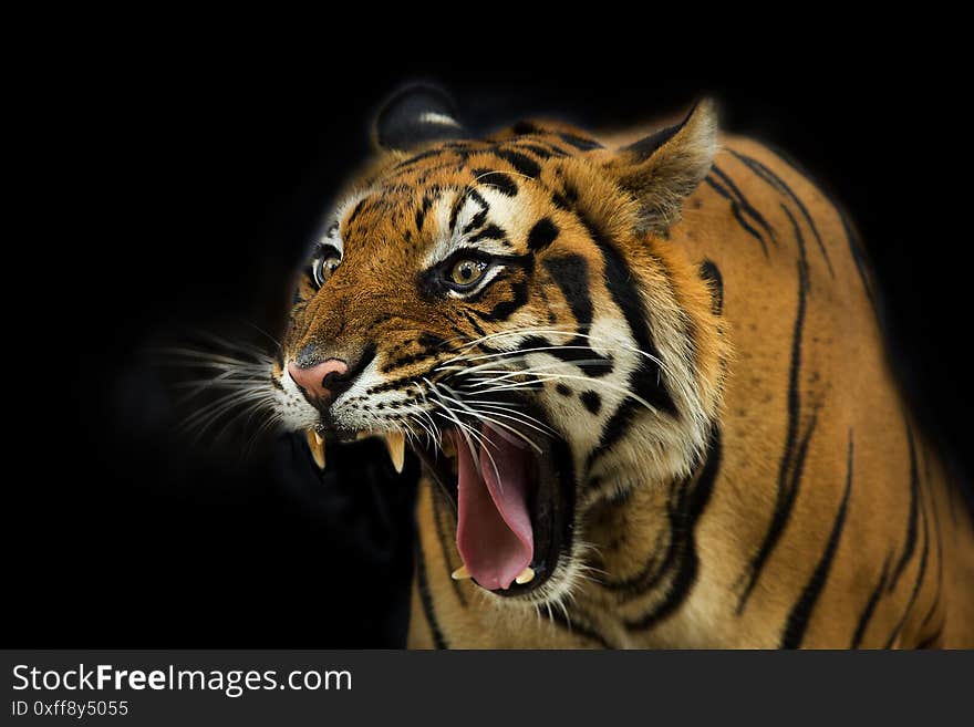 A tiger ready to attack