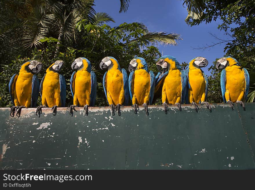 A group of colorful macaws on a log. A group of colorful macaws on a log