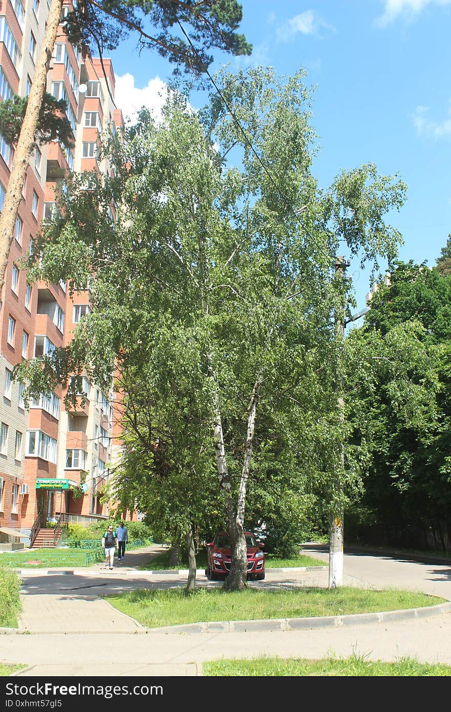 Flower In First Town Park Of Yubilejny District On Korolyov City.