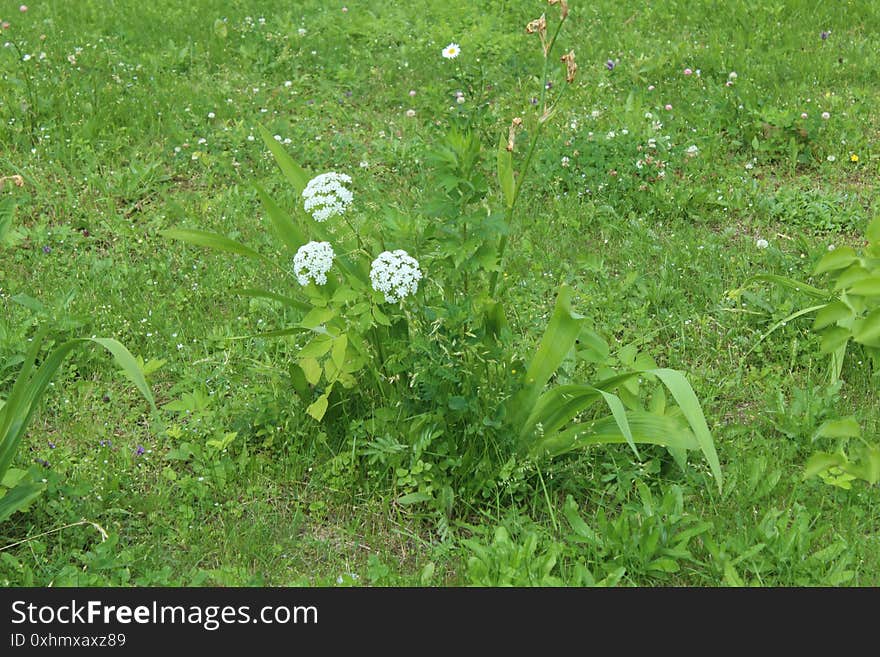 Flower in First Town Park of Yubilejny District on Korolyov City.