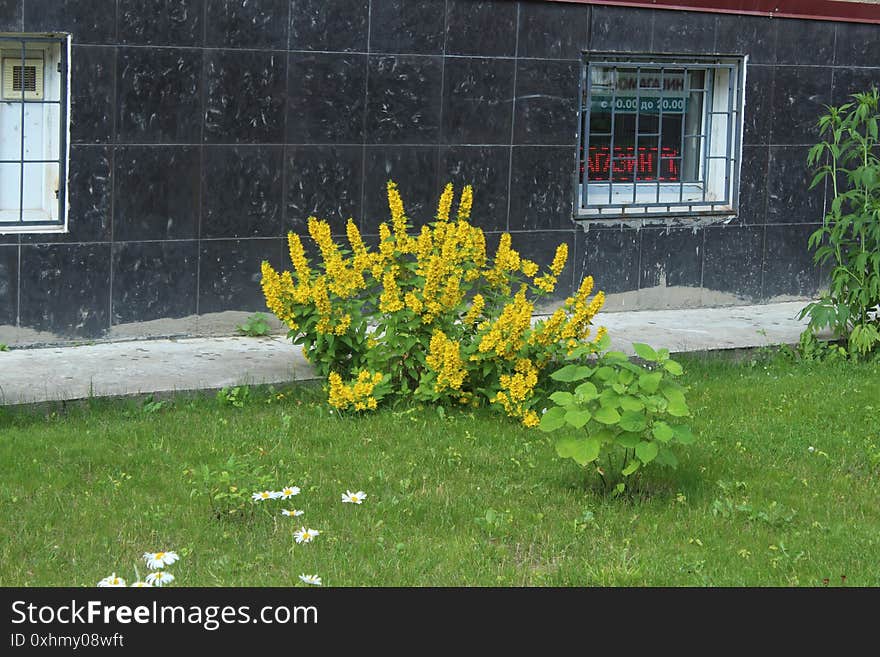 Flower In First Town Park Of Yubilejny District On Korolyov City.