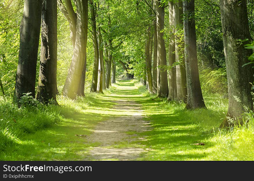 Beautiful Green Forest trees with morning sunlight, Path in spring forest