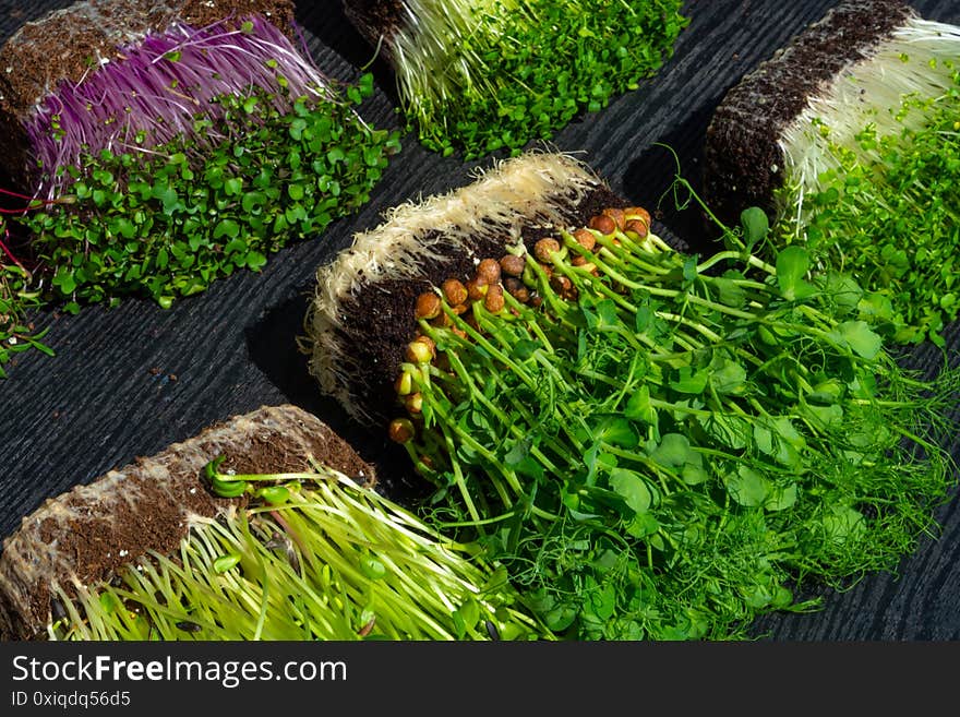 microgreens sprouts on wooden background, vegetable greens. Healthy eating concept rich in fiber, vitamin and antioxidants