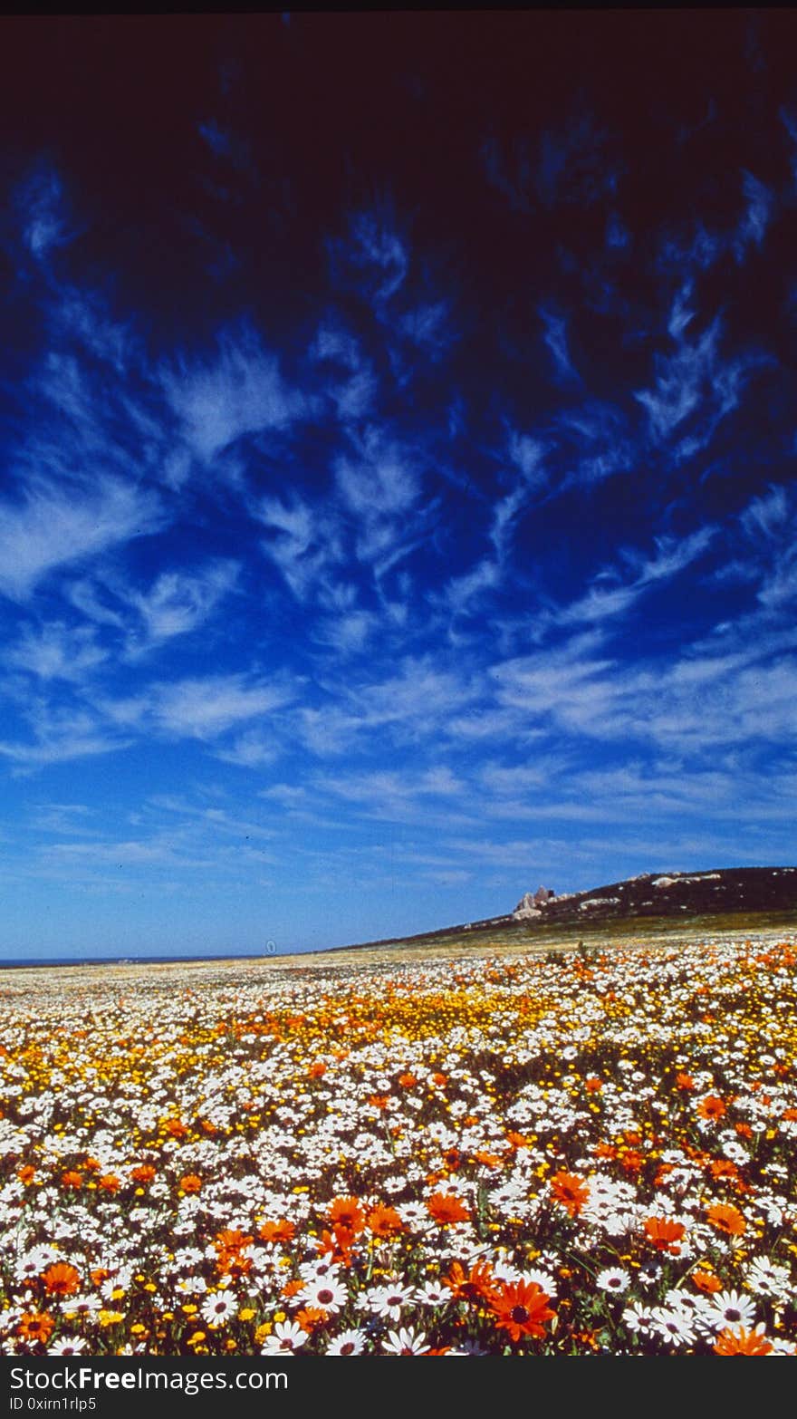 South Africa: Beautyful flowers till the blue horizon in the Eastern Cape