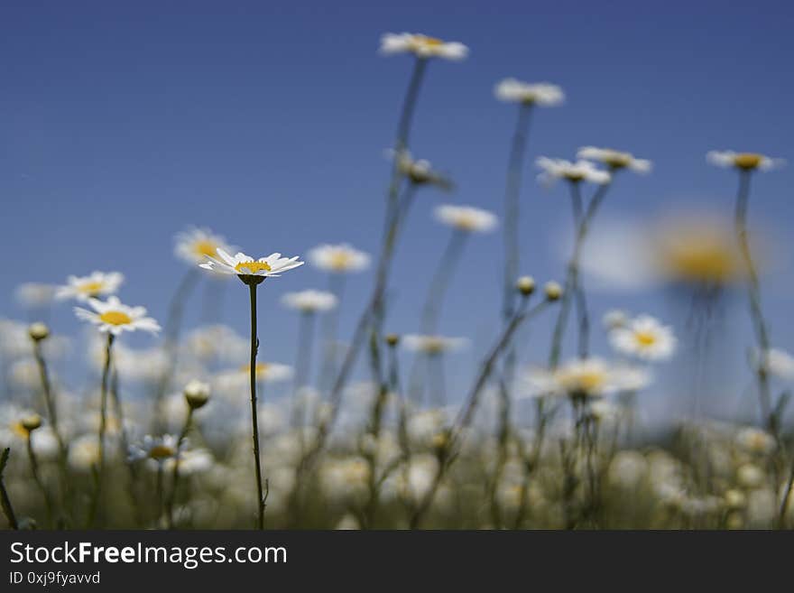 White chamomile flowers on a spring grassy meadow. Close-up page view. Its flower is similar to daisies or small chrysanthemums.