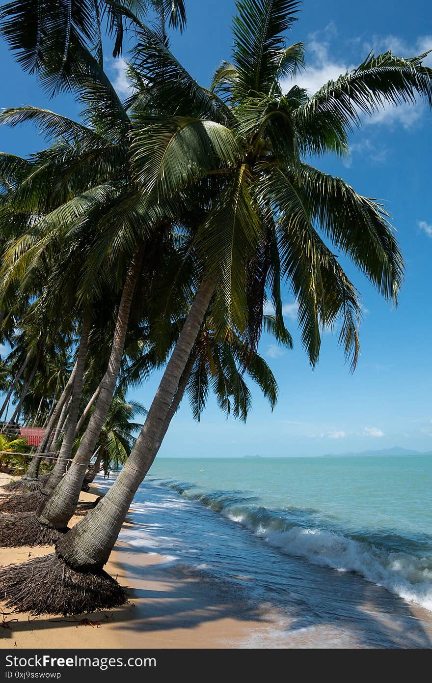 Coconut palm trees on white sand beach with a crystal clean water in a sunny day.