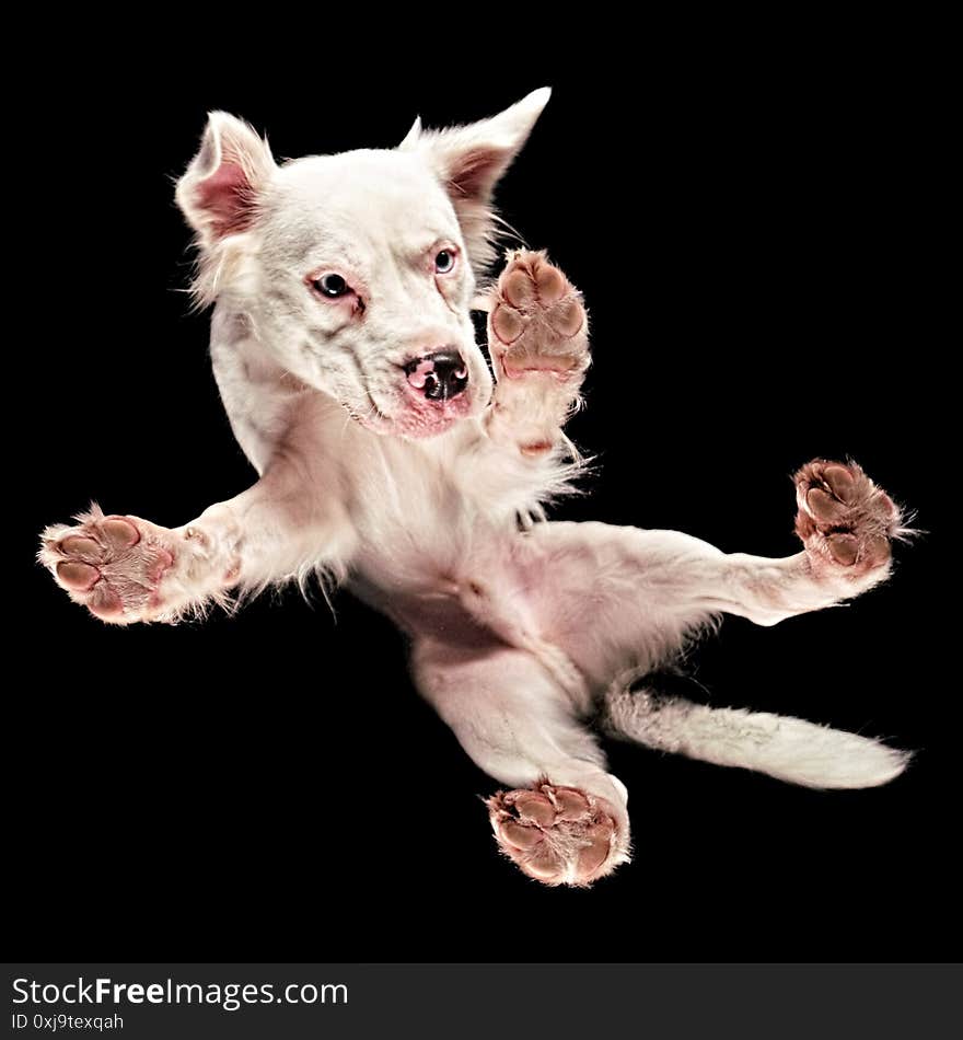 Underneath shot of a dog Staffie x Collie floating in space