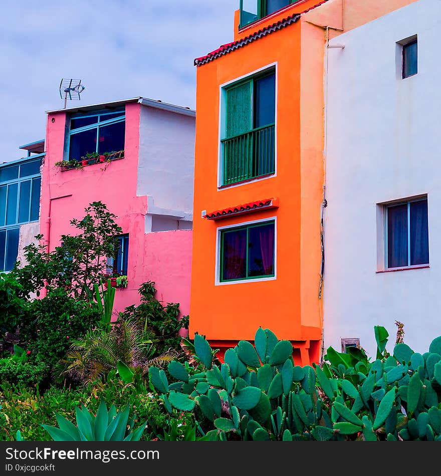 Canary island. Cactus garden. Minimal tropical mood